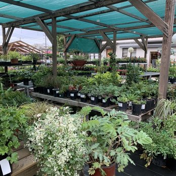 Yamaguchi Bonsai Nursery - Nice and relaxing place - Nurseries & Gardening Near Me - Los Angeles, California Yamaguchi Bonsai Nursery - Nice and relaxing place - Nurseries & Gardening Near Me - Los Angeles, California