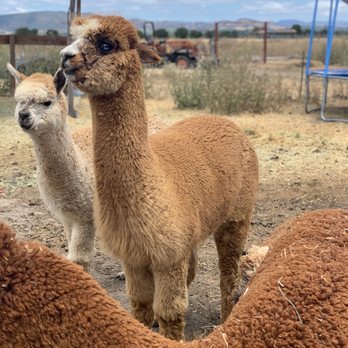 Sonoma Lavender BnB Farm - That Blue Eyed-Alpaca - Attraction Farms Near Me Sonoma Lavender BnB Farm - That Blue Eyed-Alpaca - Attraction Farms Near Me