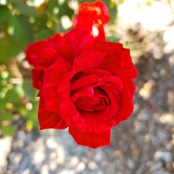Gemini Peach and Rose Farm - Pick Your Own Farms Near Me - Denton, Texas Gemini Peach and Rose Farm - Pick Your Own Farms Near Me - Denton, Texas