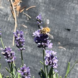 Peace Valley Lavender Farm