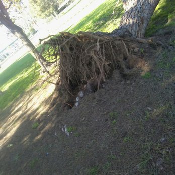 Pinkley Park - Poor tree  the drought really affects our trees! - Parks Near Me - Costa Mesa, California