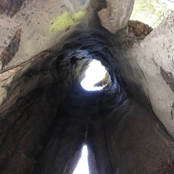 Shrine Drive Thru Tree - Looking up from inside the drive thru tree (we walked through it, we didn't drive through it) - Landmarks & Historical Buildings Near Me - Meyers Flat, California Shrine Drive Thru Tree - Looking up from inside the drive thru tree (we walked through it, we didn't drive through it) - Landmarks & Historical Buildings Near Me - Meyers Flat, California