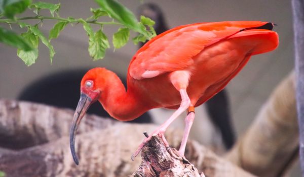 Central Park Zoo by null