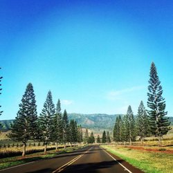 Lanai Taxi - Our simple one lane roads lined with Cook Pine Trees. Life here is lived, not rushed.