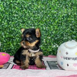 Pretty Terrier Yorkies
