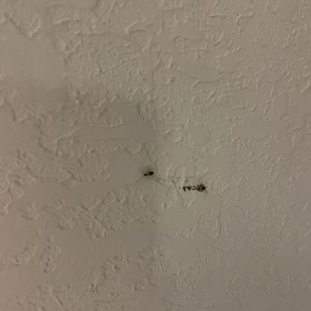 Sleep Inn & Suites - Roach checking out dead roach on the wall - Hotels Near Me - Valdosta, Georgia Sleep Inn & Suites - Roach checking out dead roach on the wall - Hotels Near Me - Valdosta, Georgia
