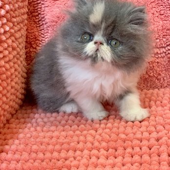 Phoenix Persians - Pet Adoption Near Me Phoenix Persians - Pet Adoption Near Me