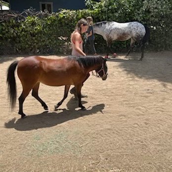 Altadena Stables - Rose and apple getting their walk on! - Horseback Riding Near Me - Altadena, California Altadena Stables - Rose and apple getting their walk on! - Horseback Riding Near Me - Altadena, California