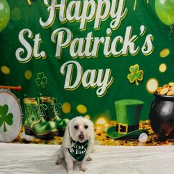 Dogtopia