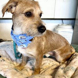 All Paws Pet Grooming - Finneaus from SPOT-Saving Pet One At Time.
Sweet boy.