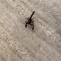 Barefoot Mosquito & Pest Control