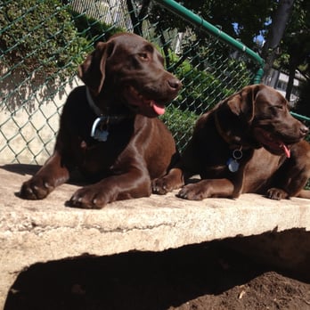 Team Penketh - Pet Training Near Me - West Hollywood, California Team Penketh - Pet Training Near Me - West Hollywood, California