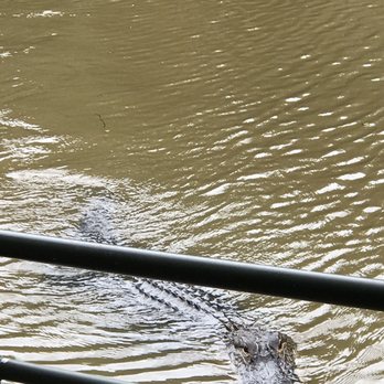 Pearl River Swamp Tours - Gator getting close (but not too close!) - Tours Near Me - Slidell, Louisiana Pearl River Swamp Tours - Gator getting close (but not too close!) - Tours Near Me - Slidell, Louisiana