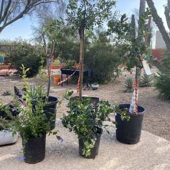 Moon Valley Nurseries - Can't wait to plant our new additions! - Nurseries & Gardening Near Me - Peoria, Arizona Moon Valley Nurseries - Can't wait to plant our new additions! - Nurseries & Gardening Near Me - Peoria, Arizona