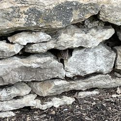 Jacob Loose Memorial Park - Can you spot the tiny chipmunk peeking out?
