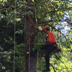 Morton Tree and Landscape Maintenance - Lead safely trims 24" cherry. Shoe climb, not spikes. Thanks!