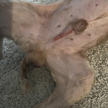PetSmart - Razor burn after grooming appointment - Pet Stores Near Me - Hixson, Tennessee
