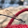Brackenridge Park gift card