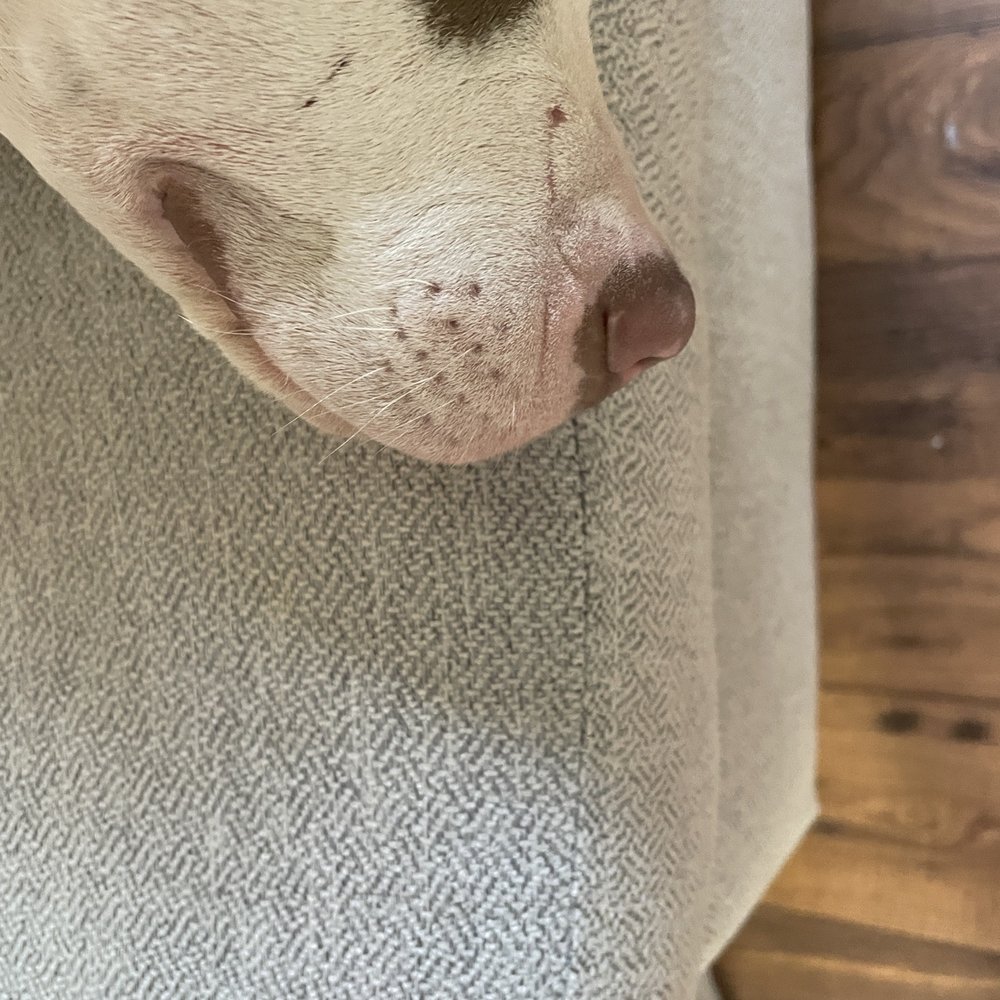 Camp Bow Wow - San Clemente - Pet Groomers Near Me - San Clemente, California Camp Bow Wow - San Clemente - Pet Groomers Near Me - San Clemente, California