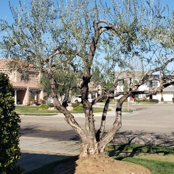 Travis Tree Service - Tree Services Near Me - Fresno, California
