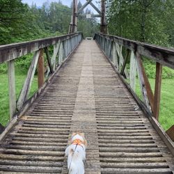Tolt-MacDonald Park & Campground - Such a cool bridge!