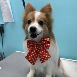 Academy of Animal Arts