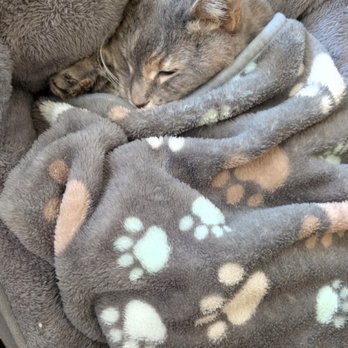 Compassionate Pet Vet - Veterinarians Near Me