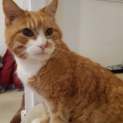 Tregony Guest House - Their 20 year old cat Mustard