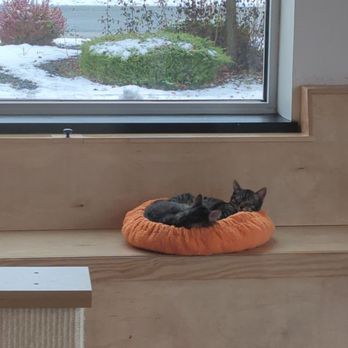 Kitty Cantina - Themed Cafes Near Me - Spokane, Washington