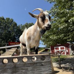 Davis Mega Farm Festival