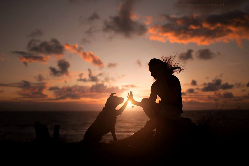 CAPE CORAL PET CREMATORY Updated July 2024 60 Photos & 10 Reviews