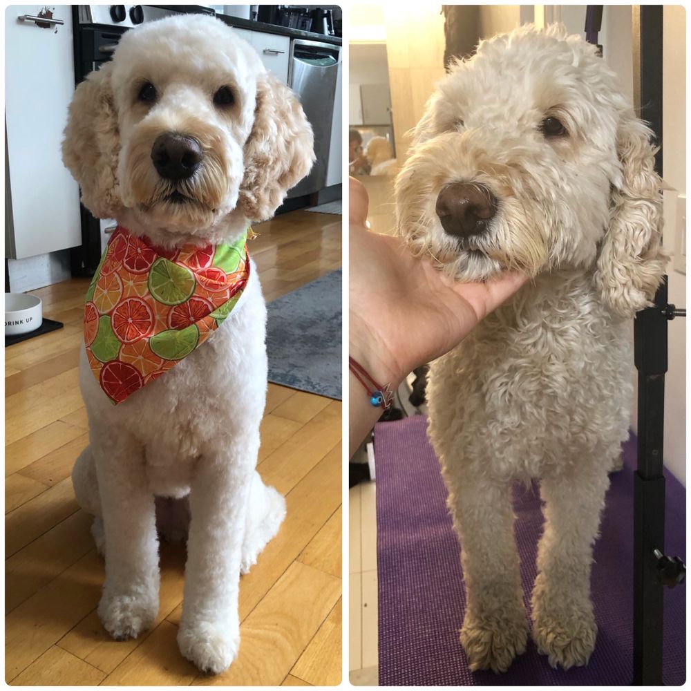 THE WIGGLY MONSTERS 52 Photos Brooklyn, New York Pet Groomers