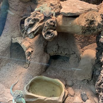 All Reptiles - Creatures - Pet Stores Near Me - Toronto, Ontario