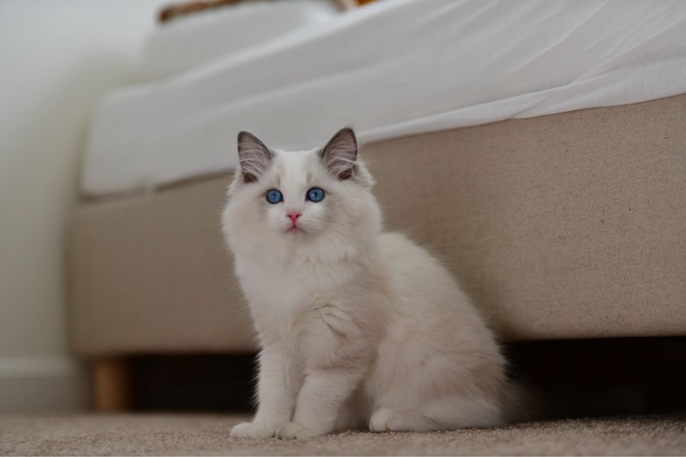 RHETORICAL RAGDOLLS Updated September 2024 261 Photos & 15 Reviews Plainville