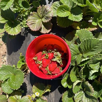 Byron Growers - Pick Your Own Farms Near Me - Byron, California