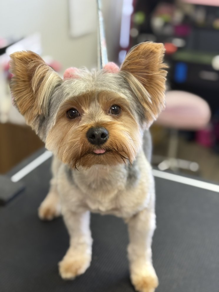 Bark Boutique