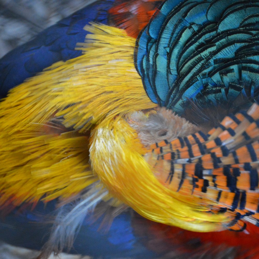 The Outback Kangaroo Farm - Wonderful colors of this bird - Zoos Near Me - Arlington, Washington The Outback Kangaroo Farm - Wonderful colors of this bird - Zoos Near Me - Arlington, Washington
