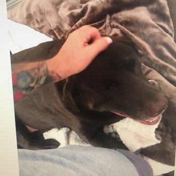 High 5 Pet Care - Great photos - Dog Walkers Near Me - Las Vegas, Nevada High 5 Pet Care - Great photos - Dog Walkers Near Me - Las Vegas, Nevada