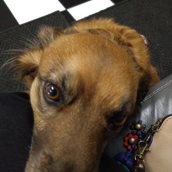 Nice & Easy Smog Check - Temecula - Adorable "shop" dog.  He was so friendly. - Smog Check Stations Near Me - Temecula, California
