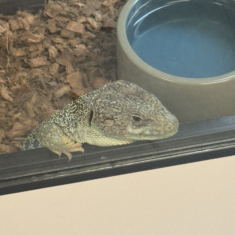 Amazon Reptile Center - Reptile Shops Near Me - Montclair, California Amazon Reptile Center - Reptile Shops Near Me - Montclair, California