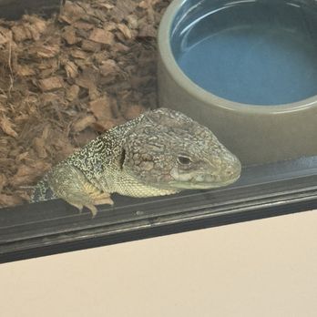 Amazon Reptile Center - Reptile Shops Near Me - Montclair, California