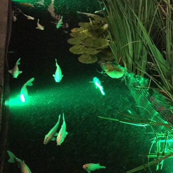 Andares - The koi fish - Shopping Centers Near Me - Zapopan, JAL Andares - The koi fish - Shopping Centers Near Me - Zapopan, JAL