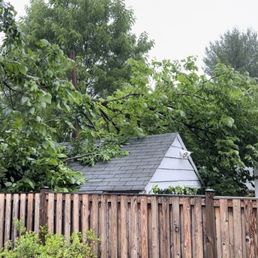 Fallen tree branch before removal