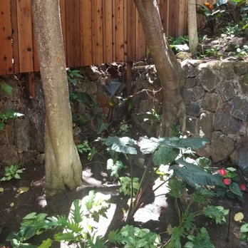Hapa Landscaping - Landscaping Near Me - Honolulu, Hawaii Hapa Landscaping - Landscaping Near Me - Honolulu, Hawaii