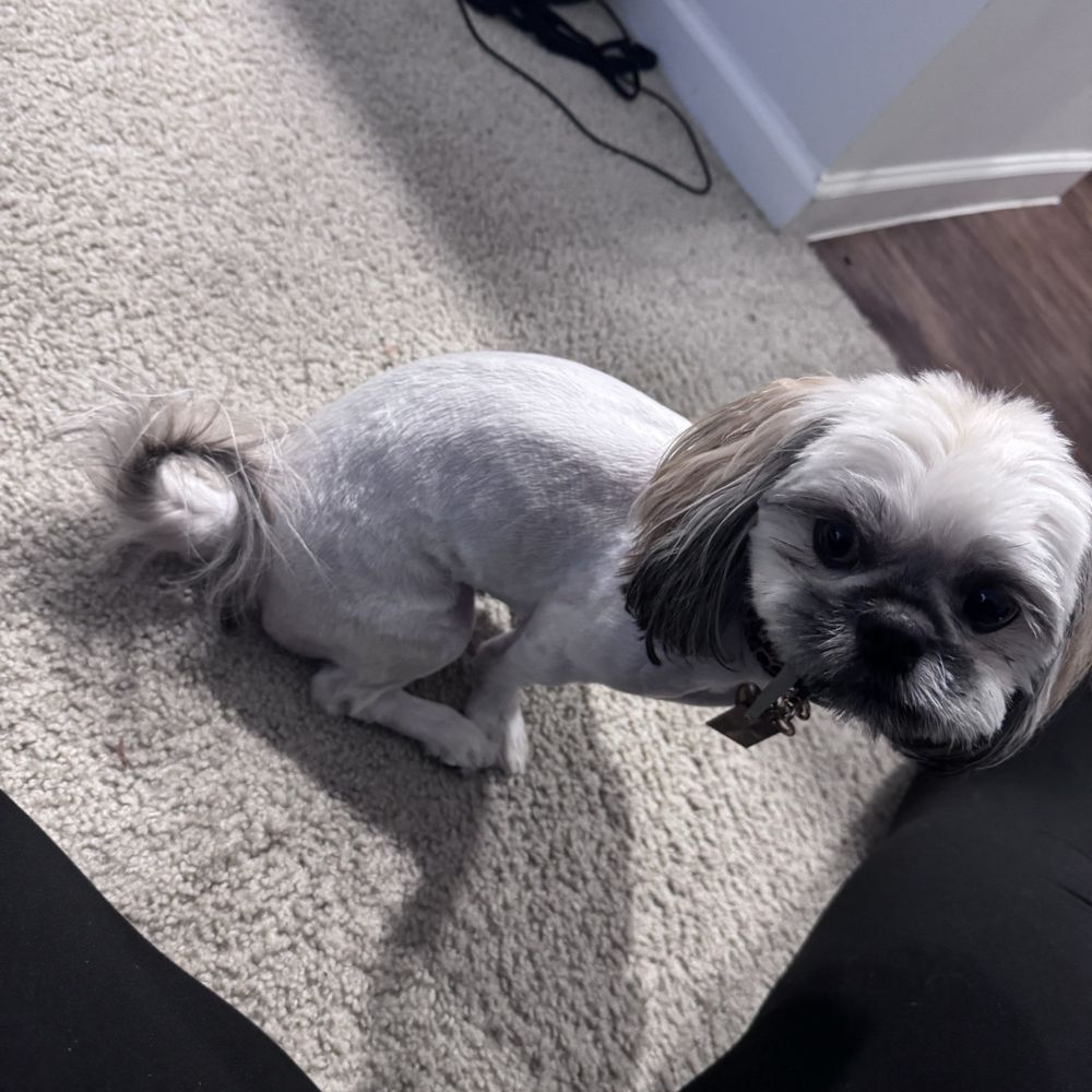 THE BEST 10 PET SERVICES in MIDLOTHIAN, VA - Updated 2026 - Hours - Yelp