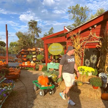 DePaul’s Urban Farm - Wagons to carry all your pumpkins - Christmas Trees Near Me - Vienna, Virginia DePaul’s Urban Farm - Wagons to carry all your pumpkins - Christmas Trees Near Me - Vienna, Virginia