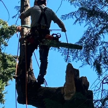 TreeWerx - Tree Services Near Me