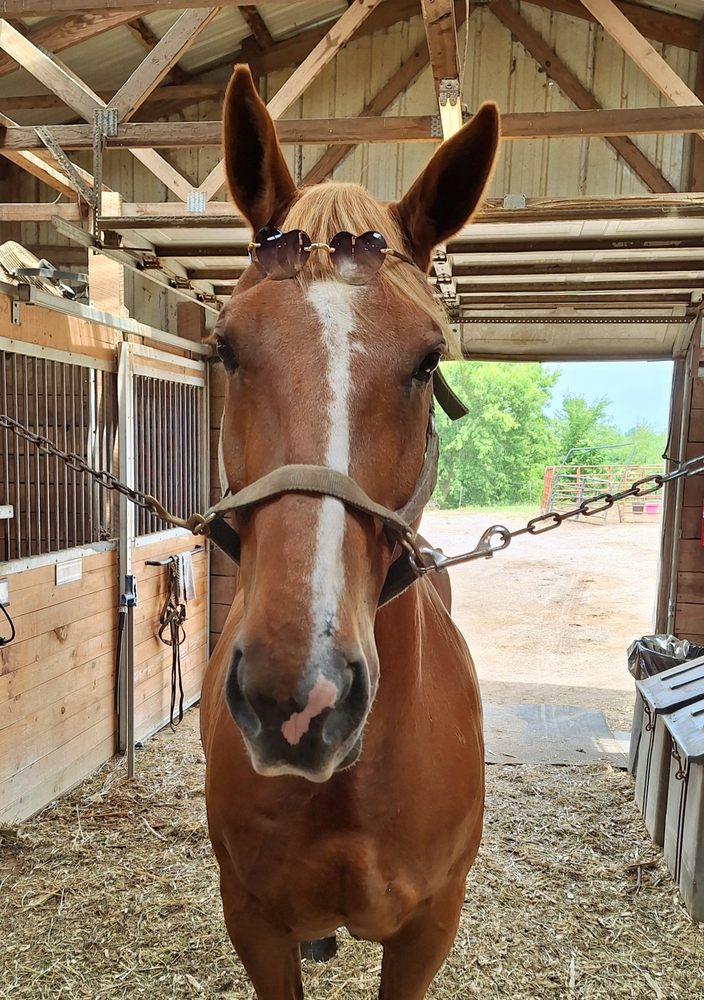 Twin Elm Training - equestrian in Northville, MI