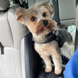 Brookview Pet Grooming - Luci's new 'do!