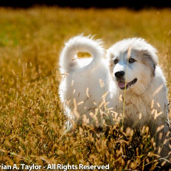 House Paws - Keep her happy, have the vet come to her. - Veterinarians Near Me House Paws - Keep her happy, have the vet come to her. - Veterinarians Near Me